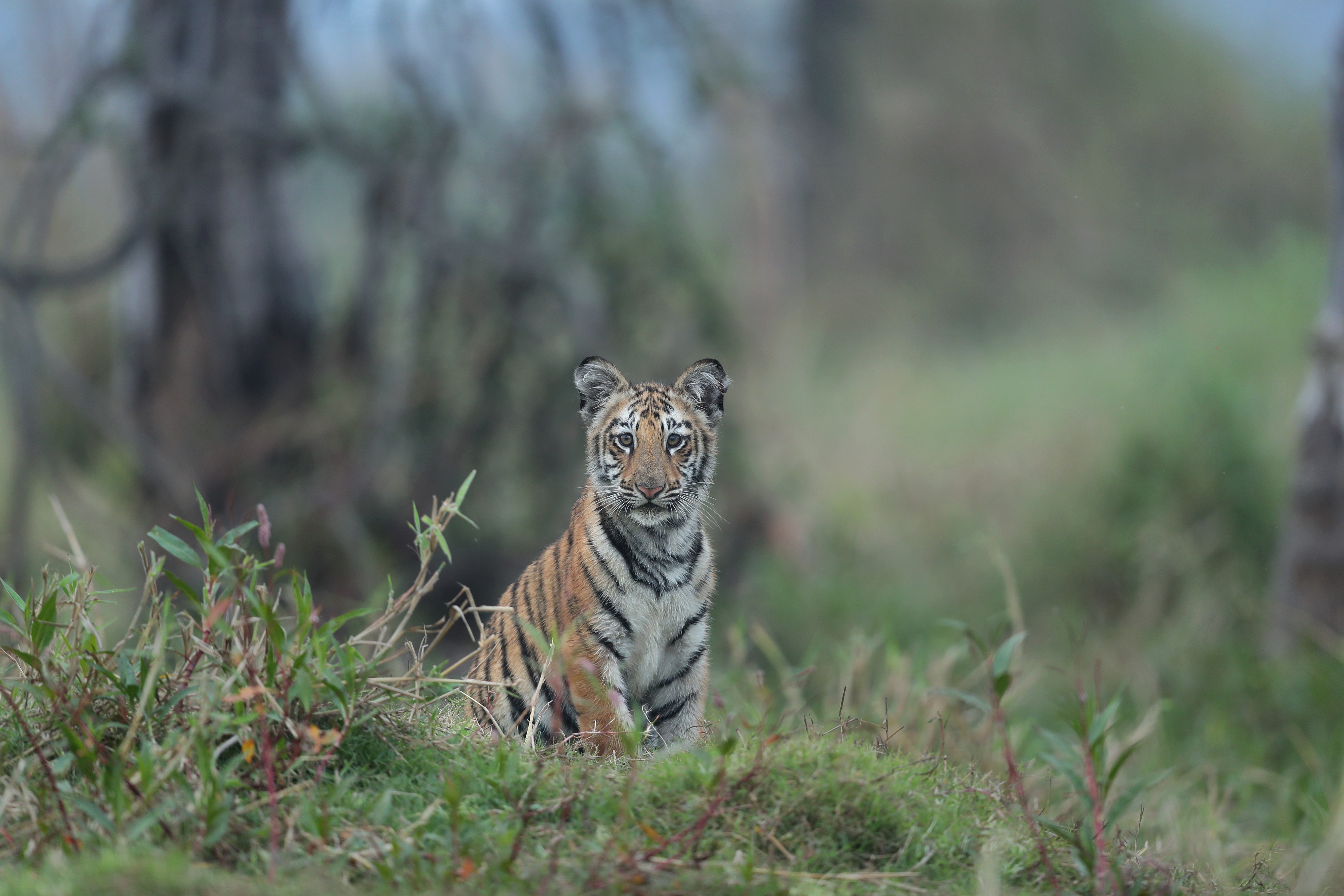 full-day-safari-experience