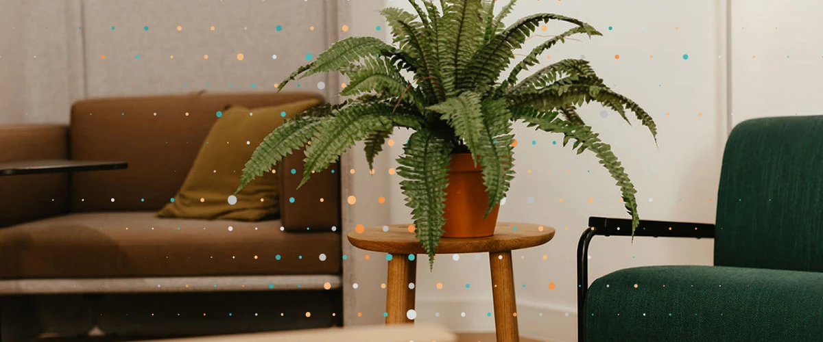 a plant within the lean tree office