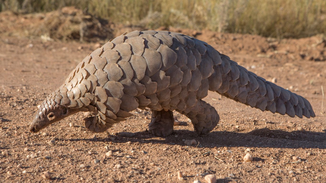 Scales and Defence
