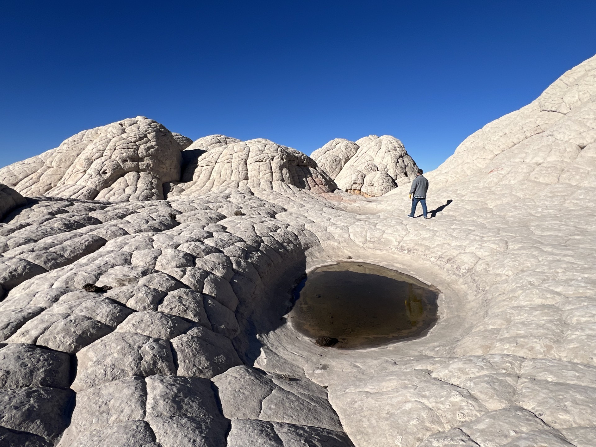 The cauliflower-textured white sandstone domes of White Pocket under a deep blue sky, a shallow pool set into the cracked rock and a lone walker beyond.