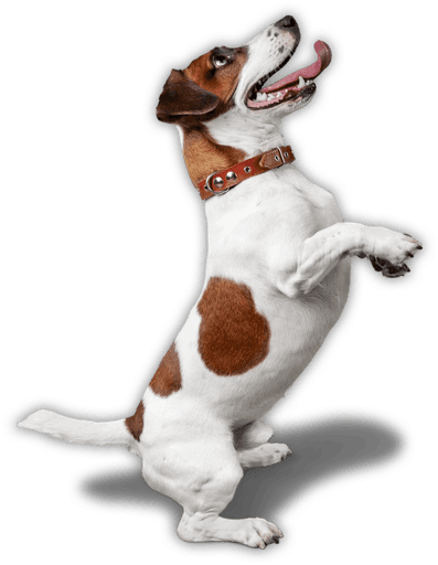 close up image of dog