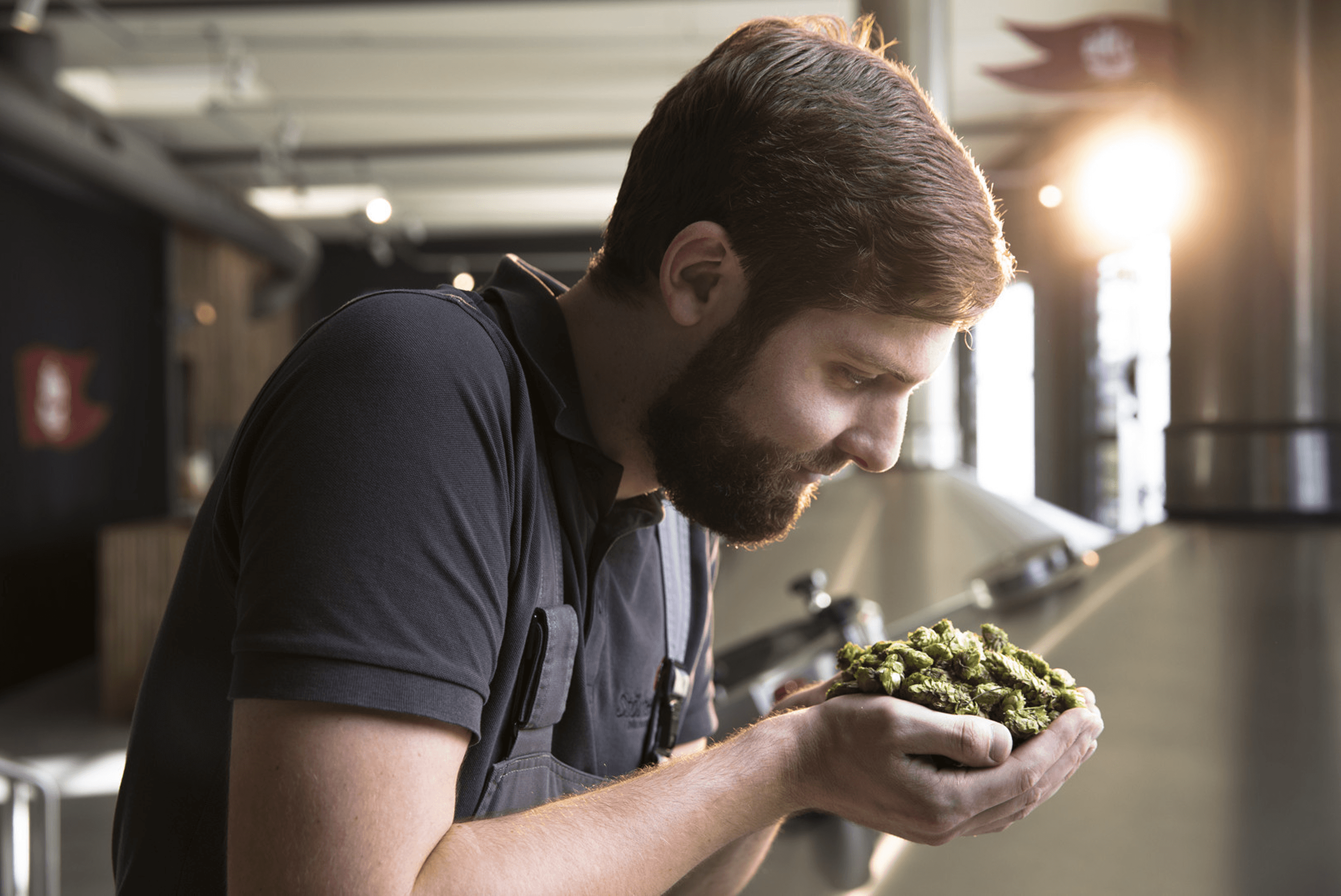 Man holds hops in his hands.