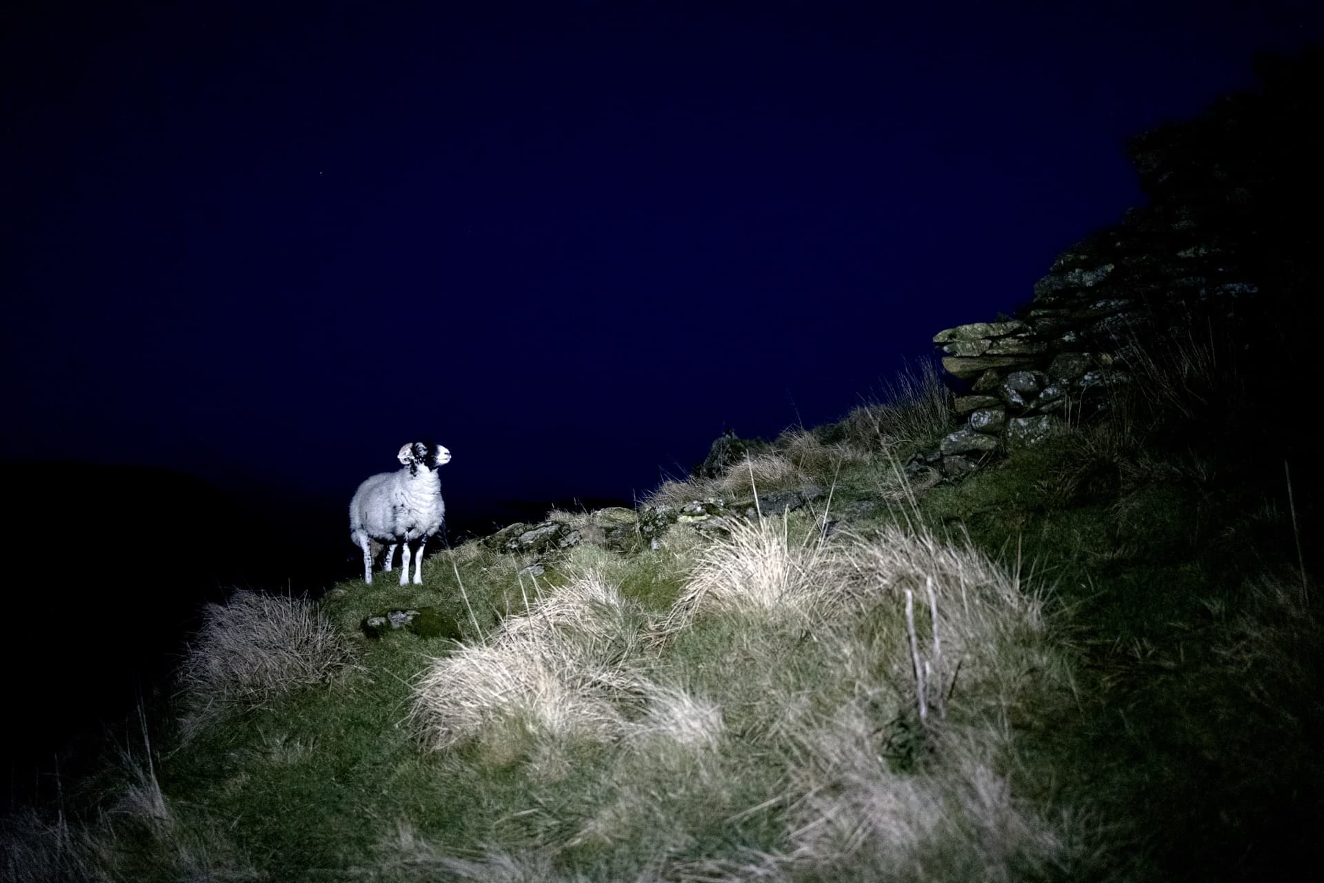 Single sheep illuminated by headtorch on dark fellside, standing on grassy slope beside stone wall, deep blue night sky beyond