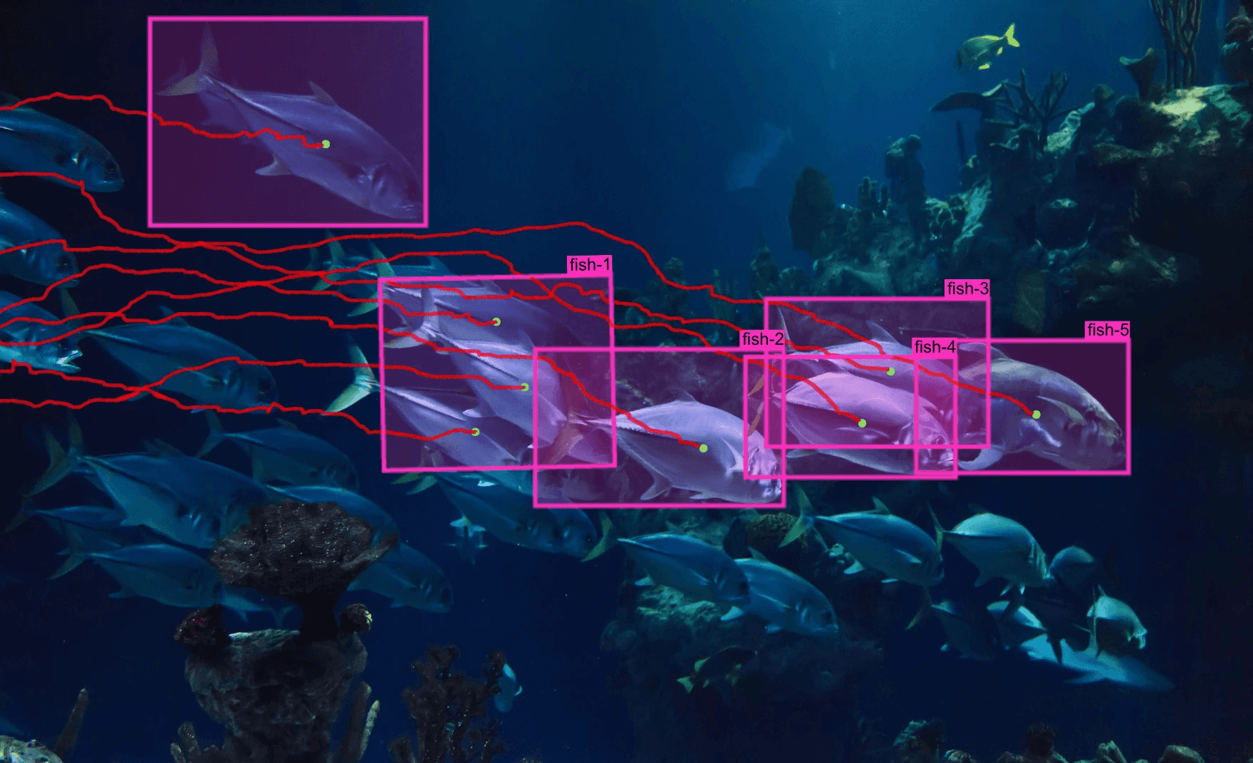 fish in the ocean tracked by AI tracking