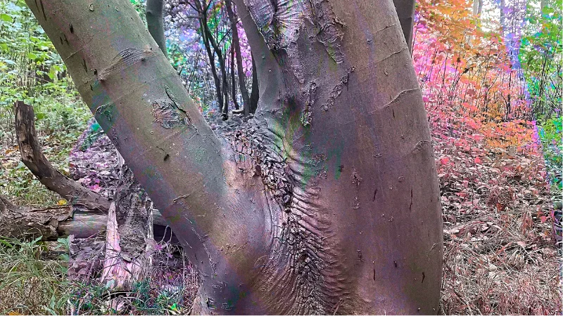 Forest Stages performance photograph 3