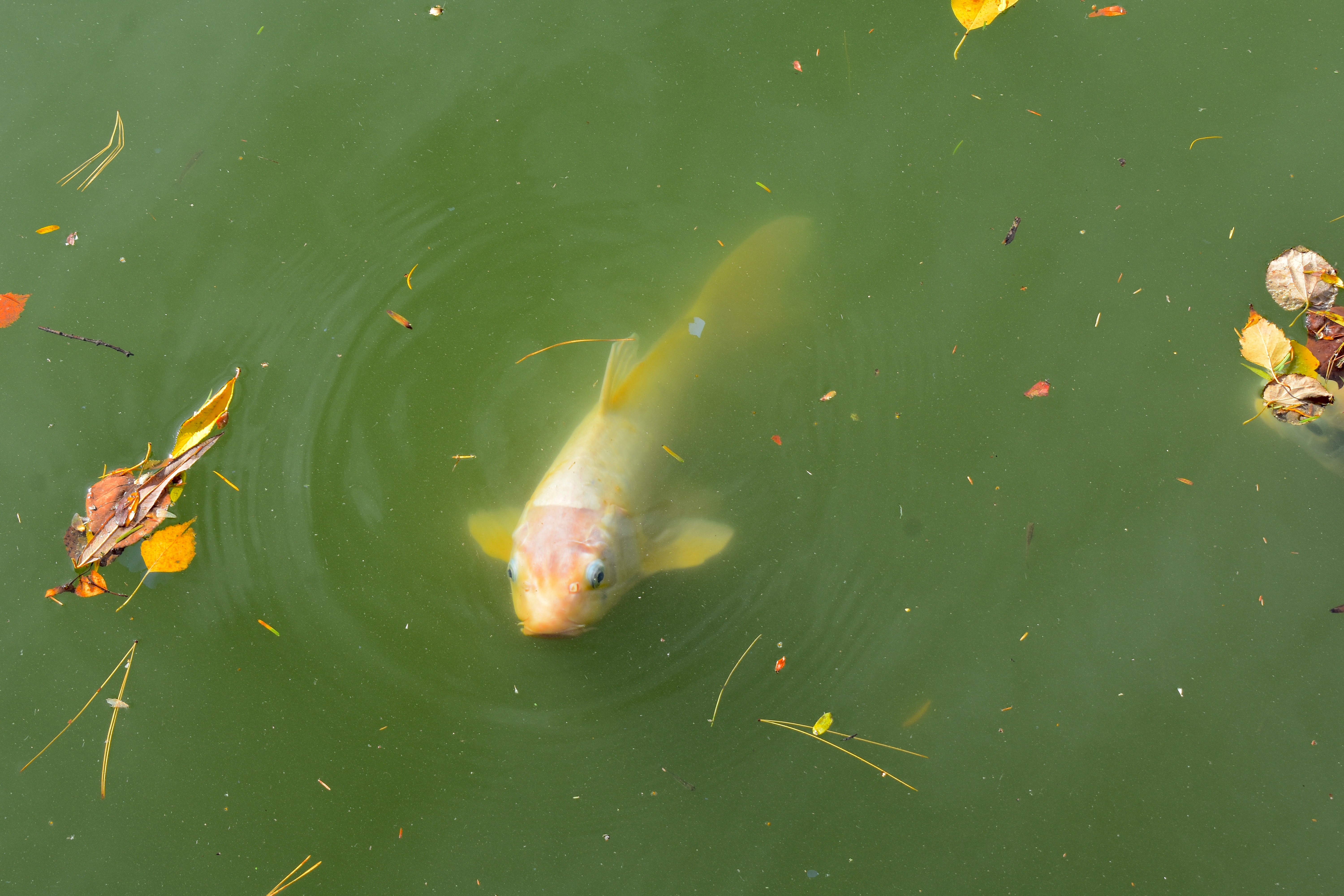 Koi Pond - My Dao Designer Portfolio