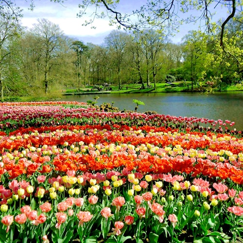 A vibrant field of multicolored tulips by a calm lake with trees in the background under a clear blue sky.