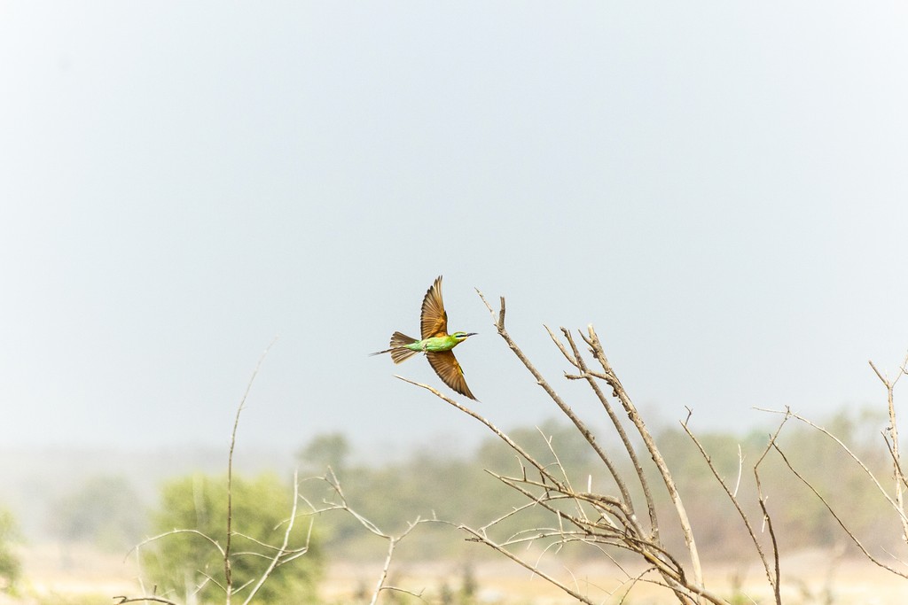 Beautiful beeater bird. Photo credit Dona Bertarelli Philanthropy