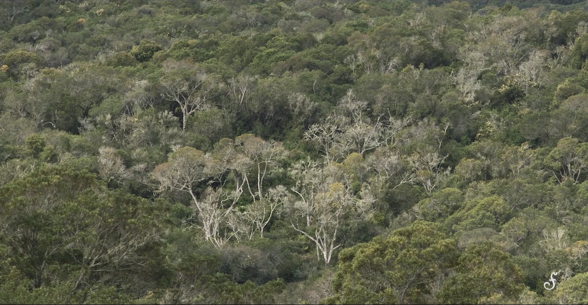 Fueguia para Fueguia: segundo fotograma de contenido multimedia que muestra fotograma de naturaleza con encuadre delicado y tonos verdes.