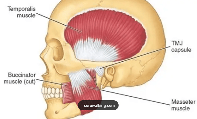 저작근 3가지 종류 뷰티스톤의원