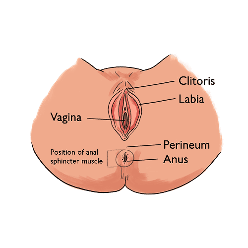 An anatomical labelled illustration of a vulva, vagina, perineum and anus.  Starting anteriorly is the labelled clitoris and the labia.  The vagina is labelled at the mid-point.  The perineum is labelled below this and most posterior is the anus and anal sphinctor muscle.