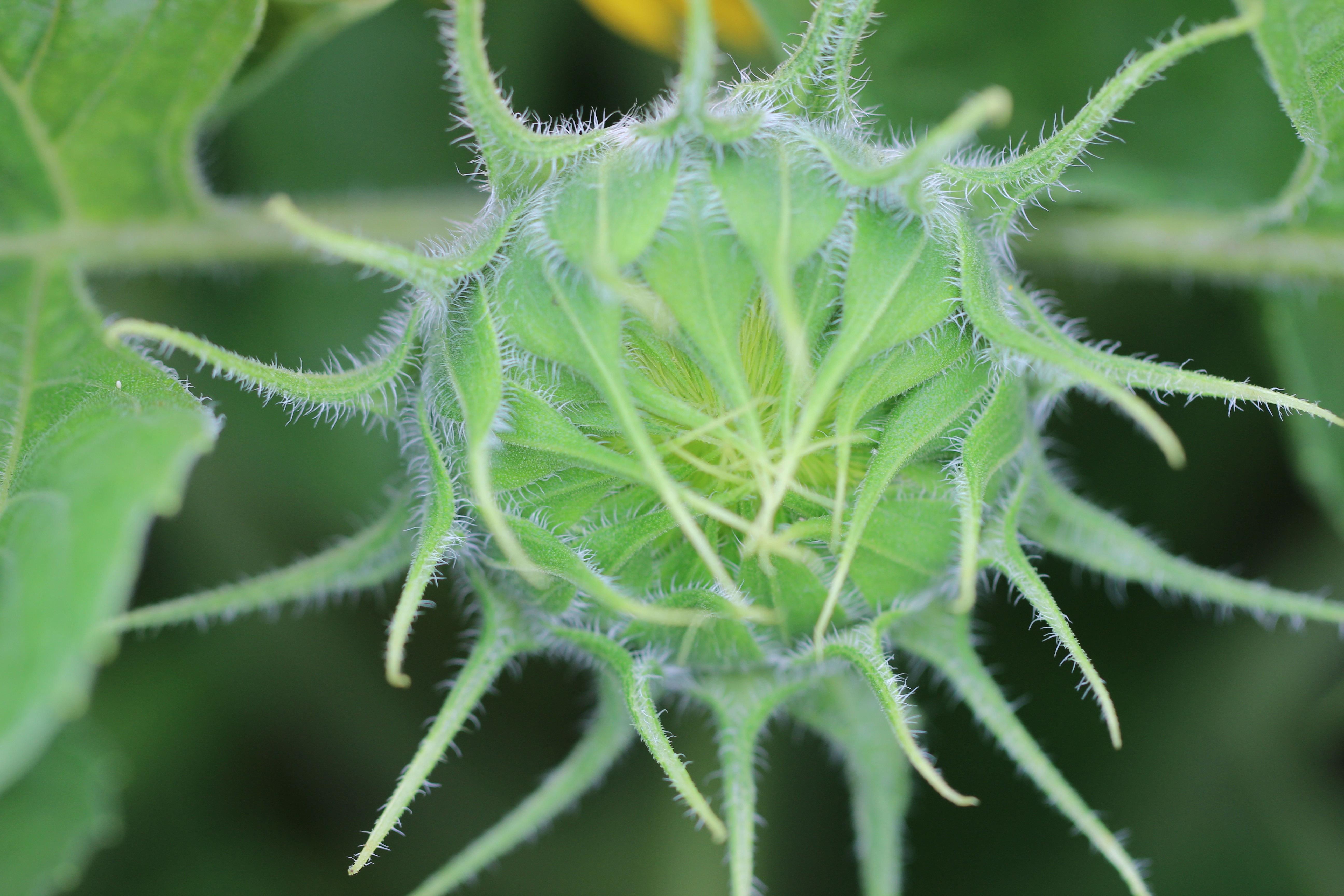 blue sky and white clouds over the sea