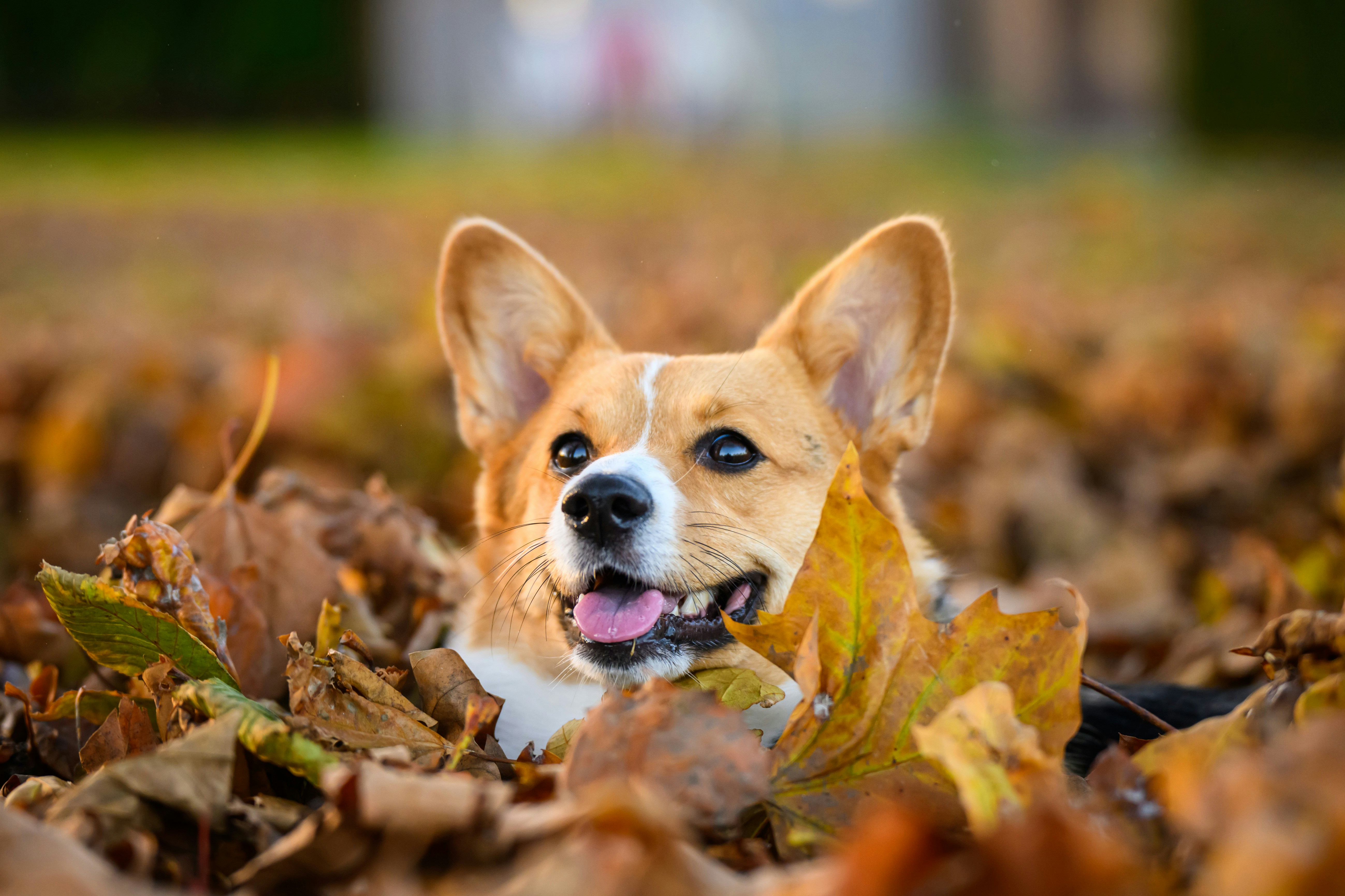 A corgi dog laying in a pile of leaves
