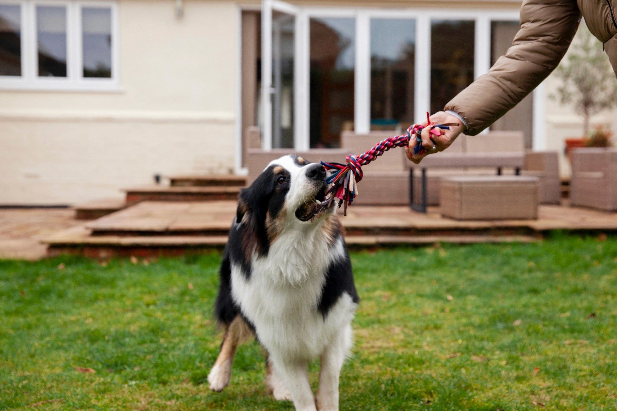 Dogizone Training Center