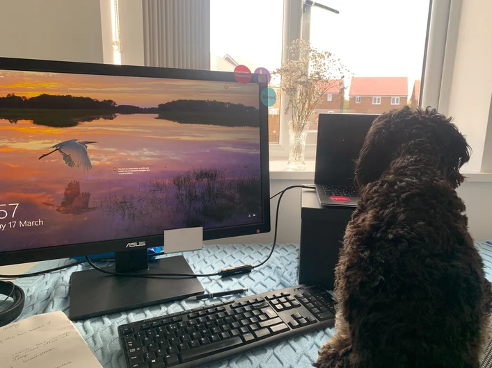 Pepper the Cavapoo sitting on a desk