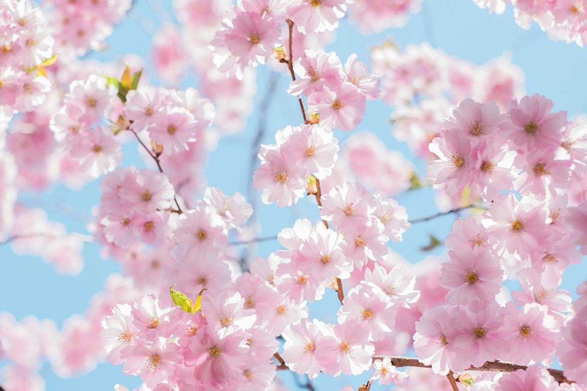 cherry blossom photo against a bright blue spring sky