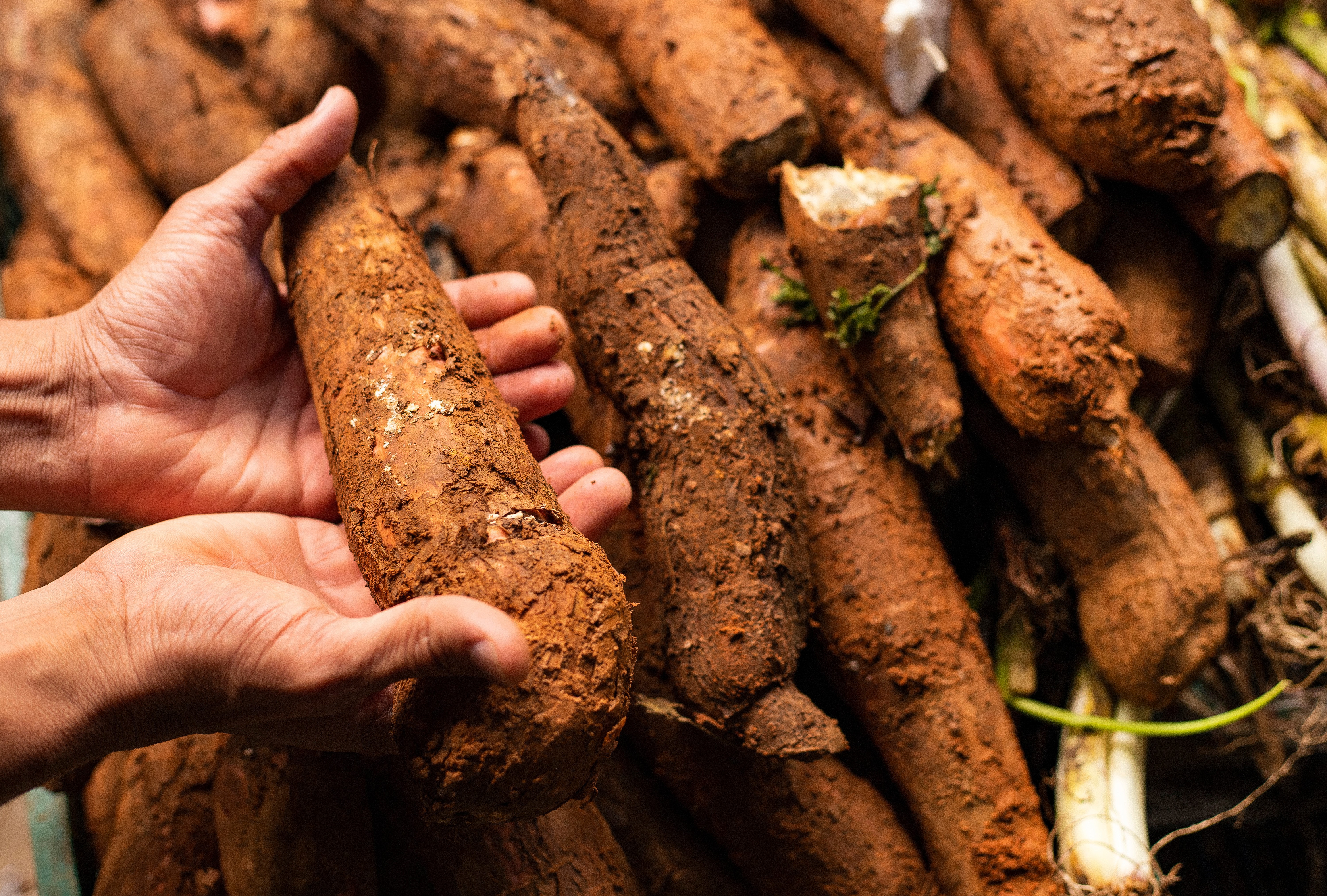Close-up of two hands holding a freshly harvested, soil-covered cassava root above a pile of cassava tubers