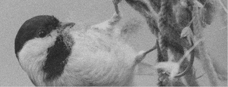 The Chickadee Package