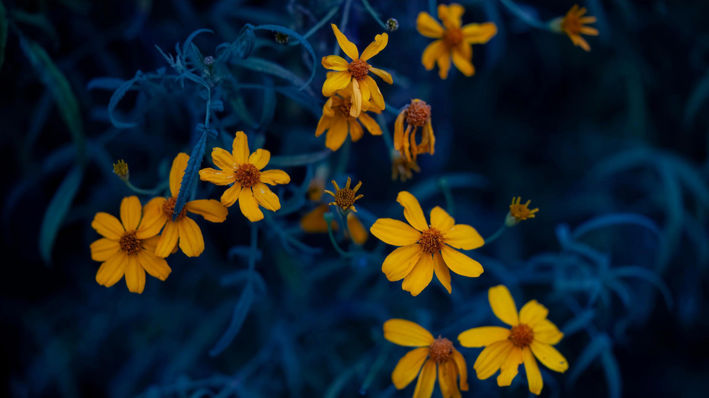 Goldenaster