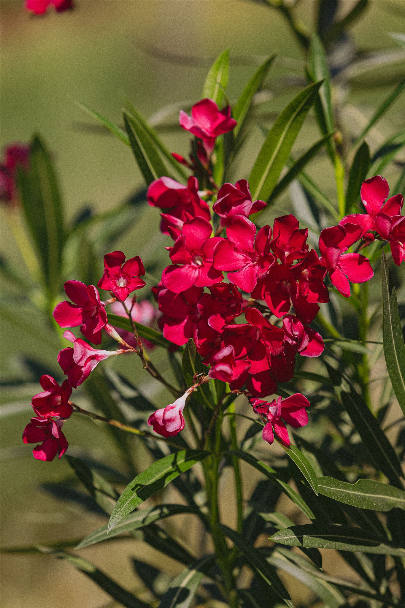 Nerium oleander Eiviss Garden