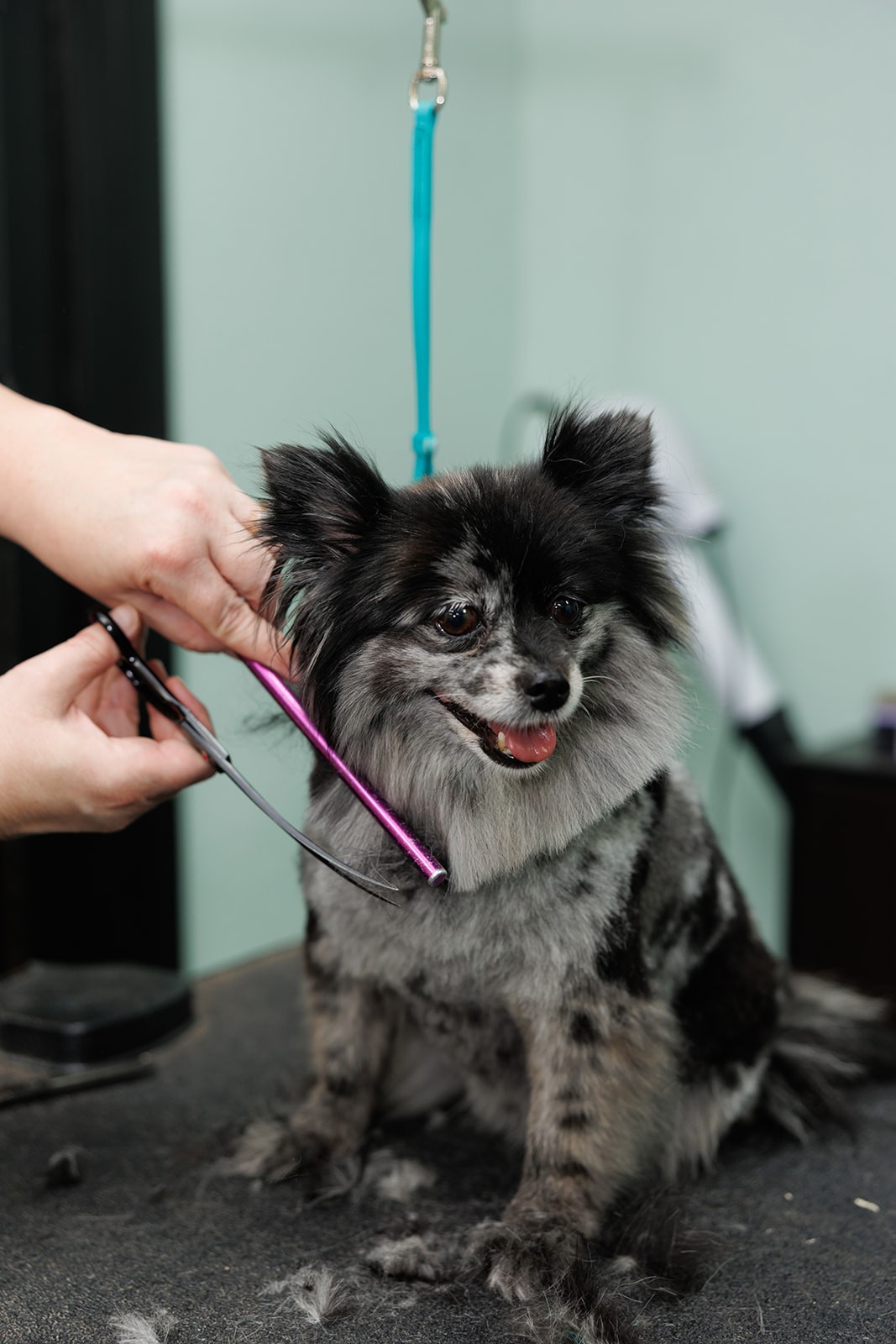 Dog getting groomed with scissors