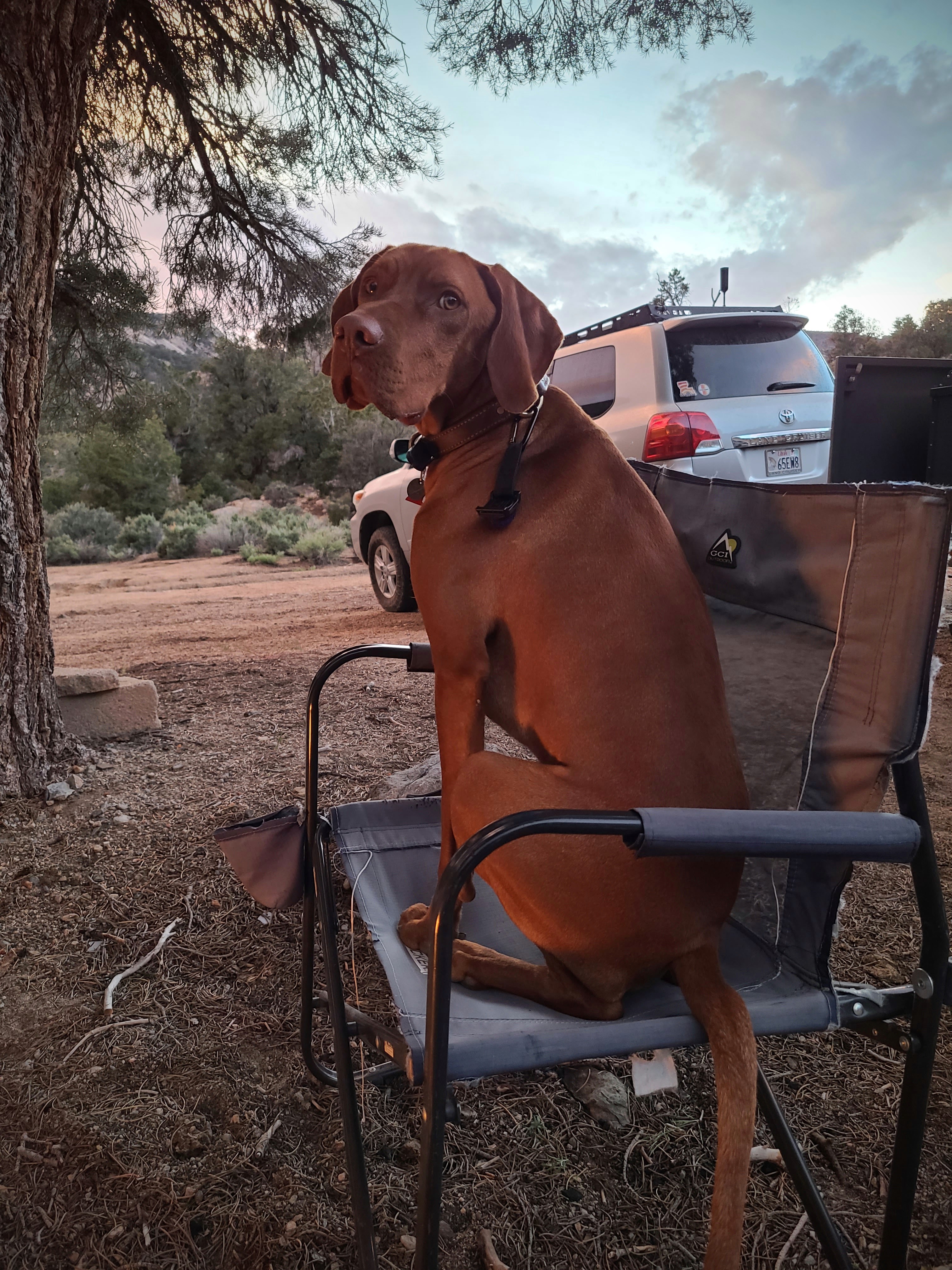 Dog in a camp chair