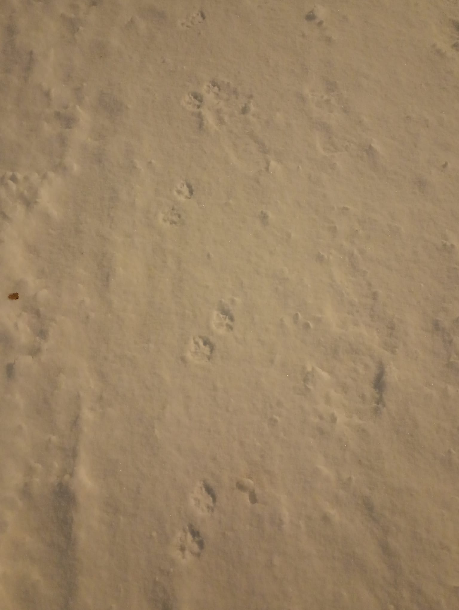dog foot steps on the snow