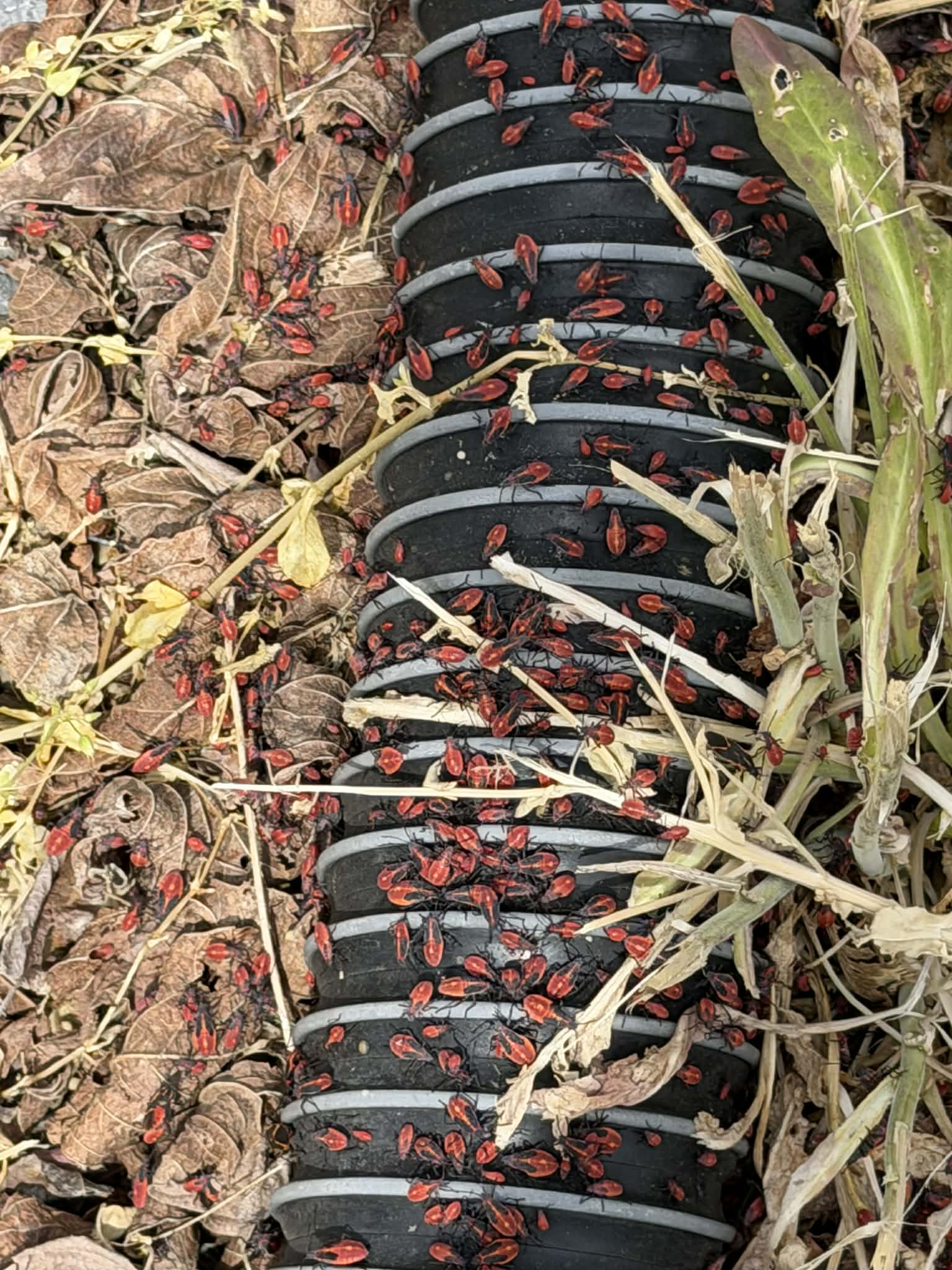 Box Elder Control in Kingsport TN