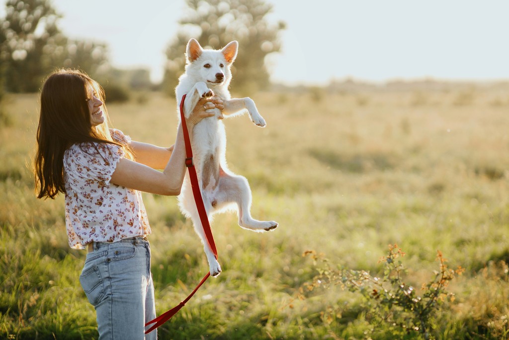 A woman joyfully lifts her small white dog in the air in a sunlit field, capturing a moment of playful companionship and the joy of spending time outdoors with a pet.