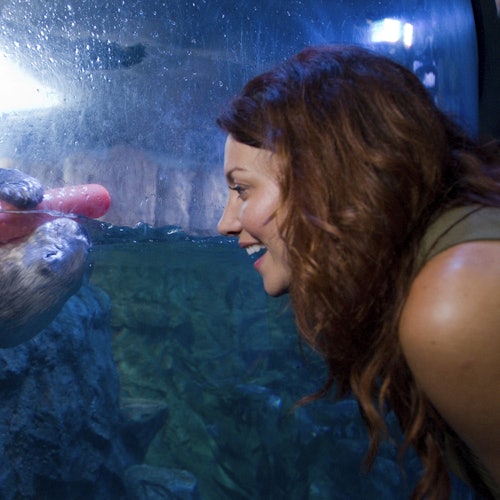 一位棕色长发的女士在水族馆展览中微笑着看着一只海豹,它正拿着一个粉色玩具。