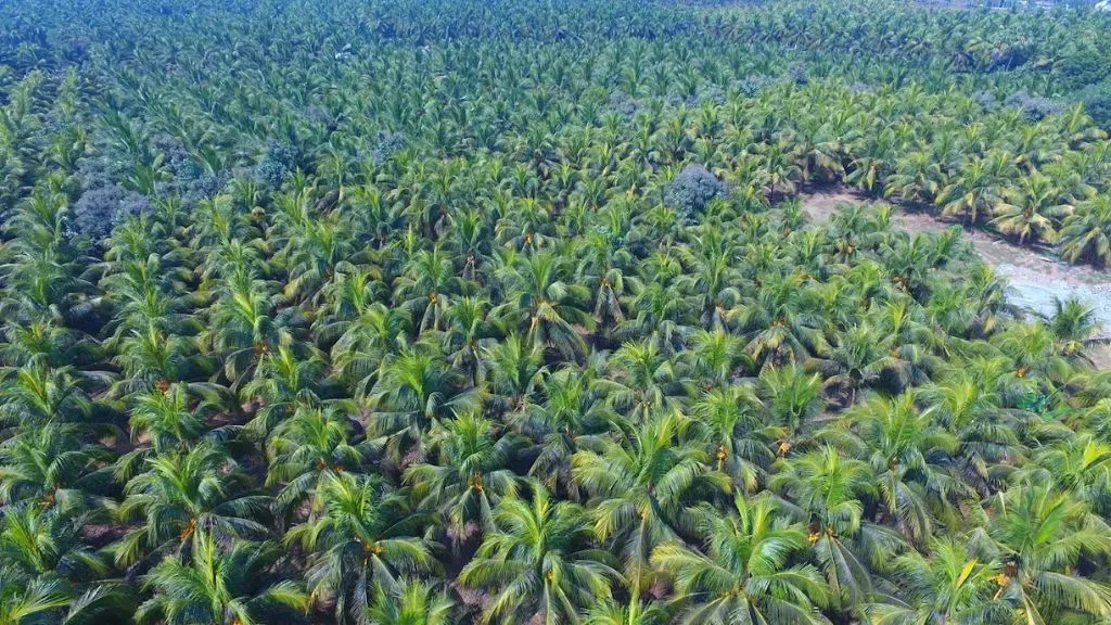 Coconut Farming Profit Per Acre