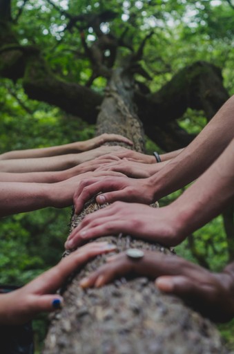 Hands on tree indicating team