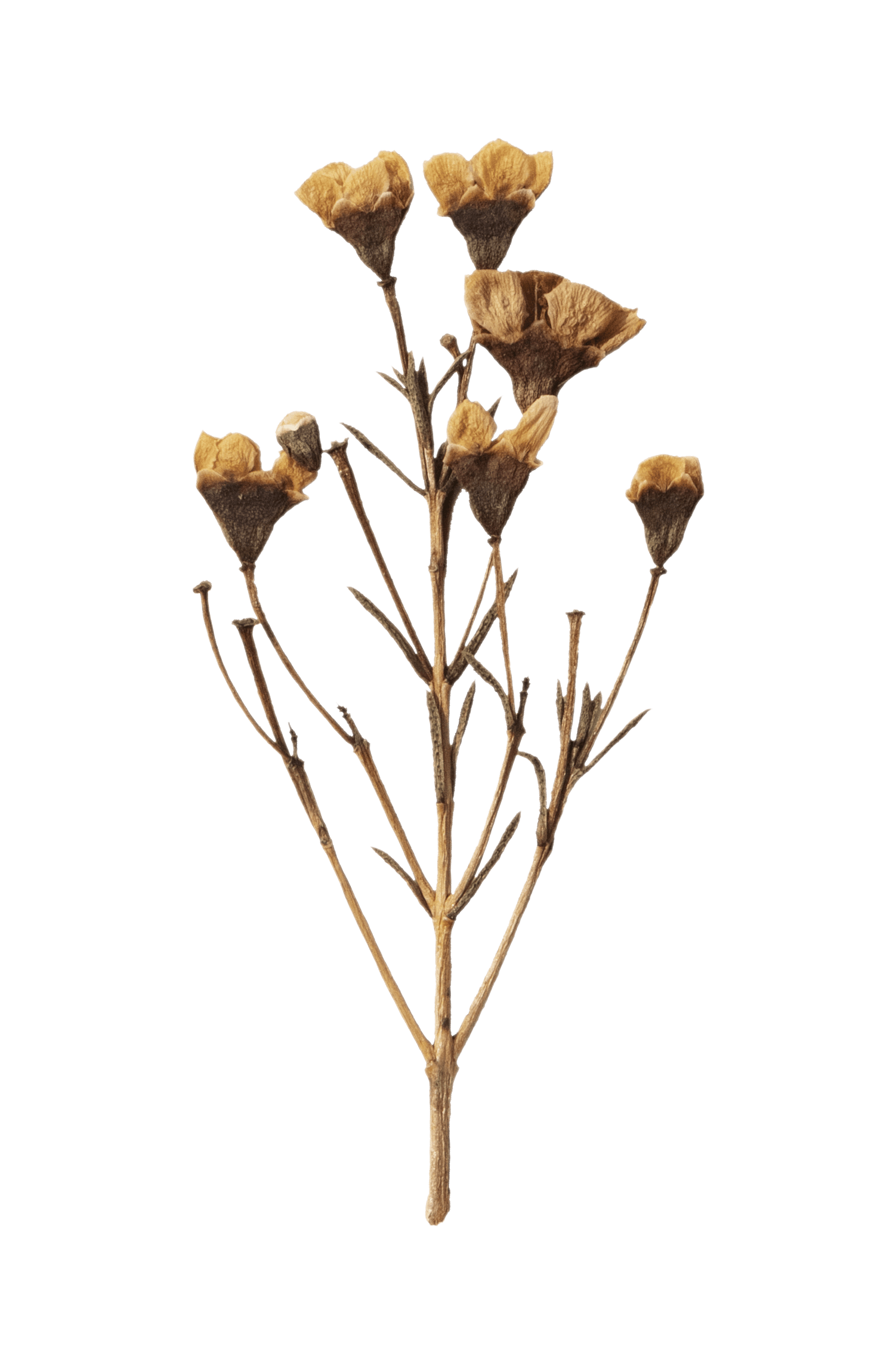 A stylized illustration of a cluster of dried flowers or seed pods in warm tones against a solid background.