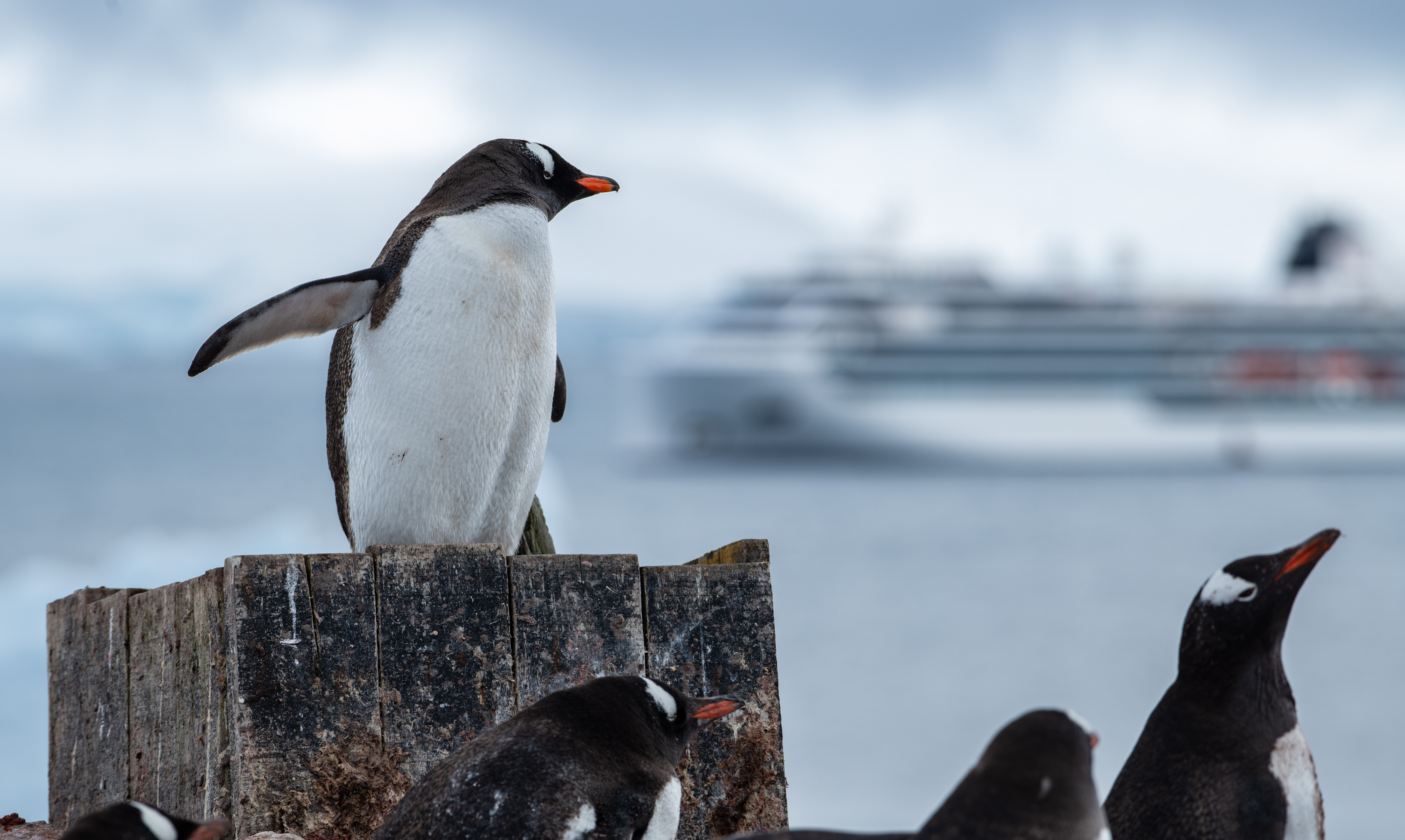 Penguin with Ship in the background in Antarctica