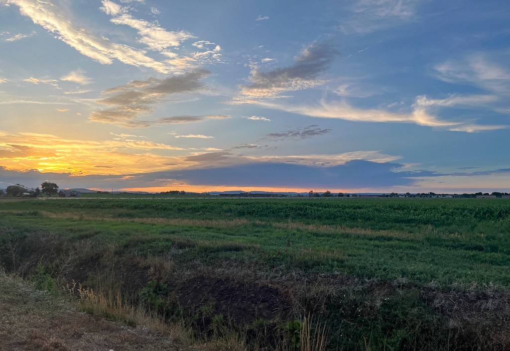 Green field in Wellington at sunset.