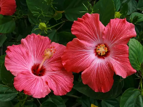 two bright pink hibiscus flowers
