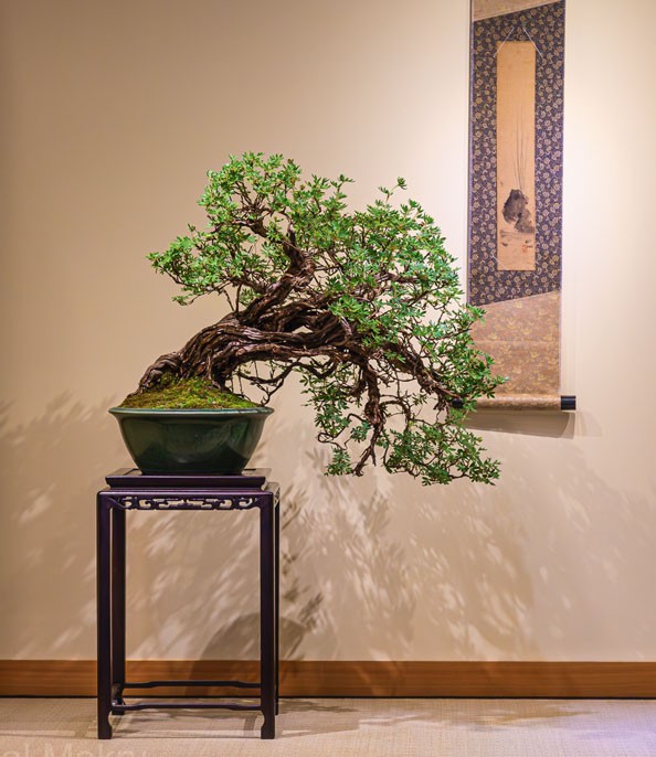 bonsai boom