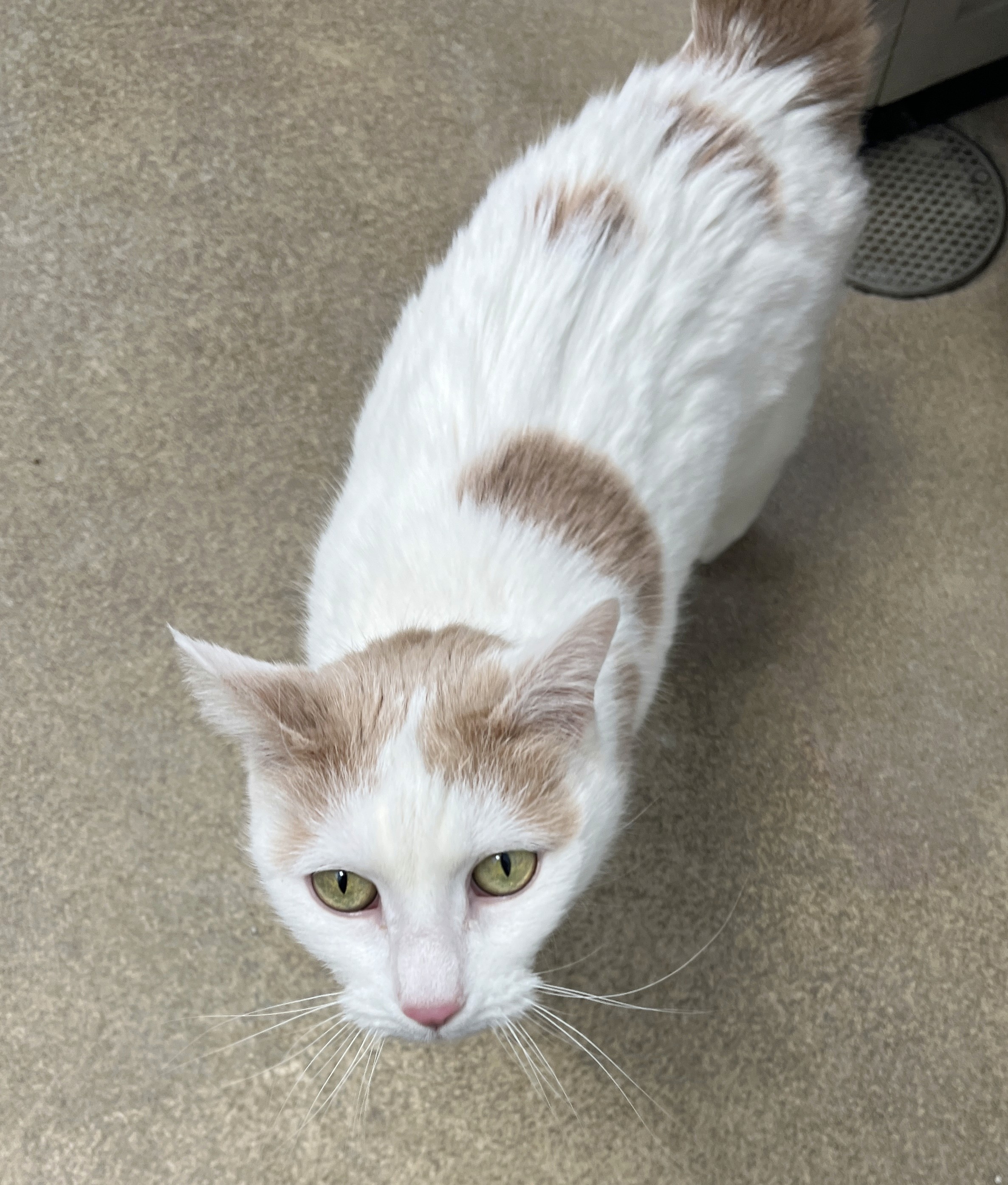 shallow focus photo of woman touching long-coated black and brown dog