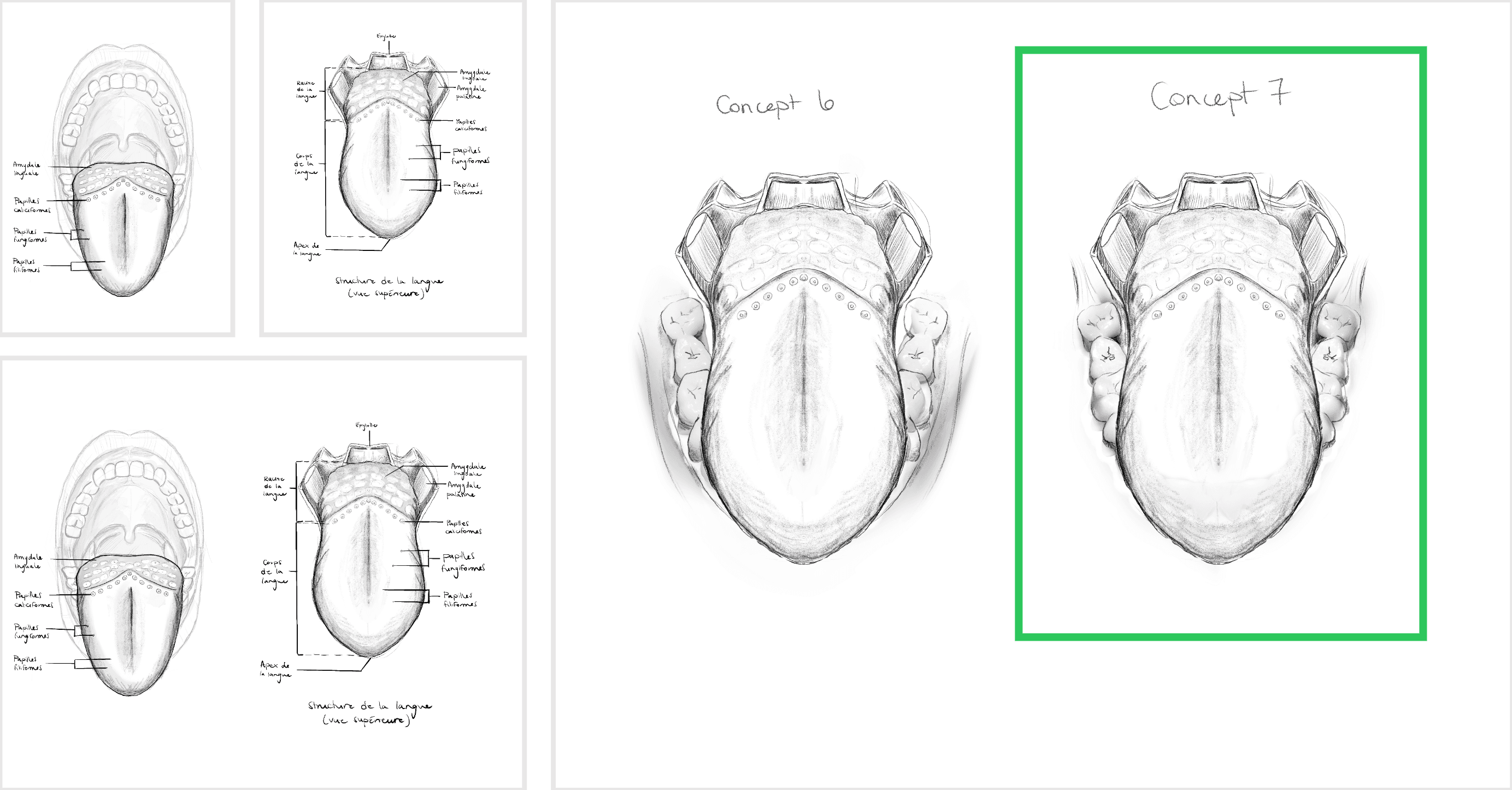 Esquisses de la langue humaine par l'illustration scientifique Élodie Ouellet-Belleau