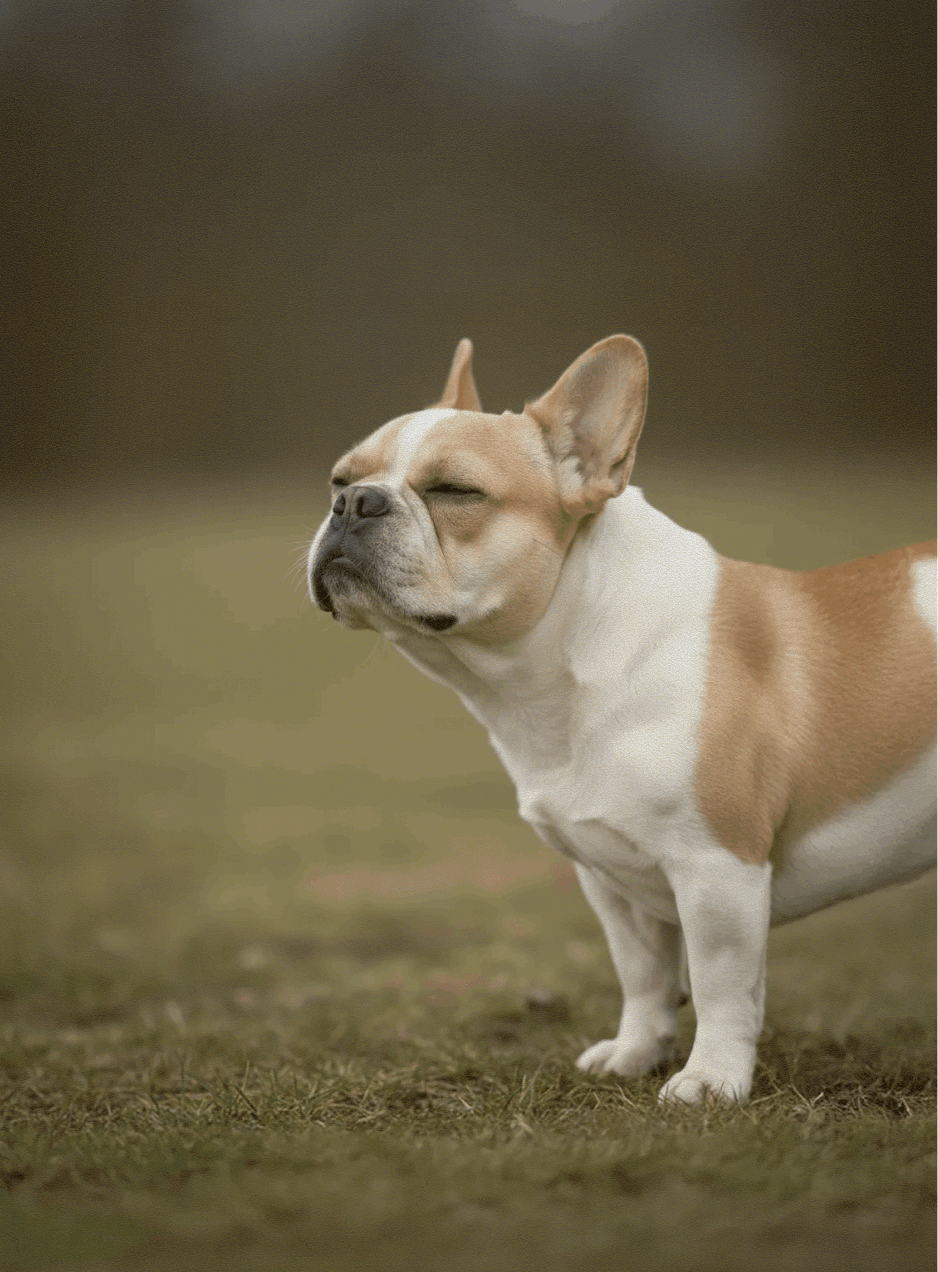 French Bulldog standing outdoors with nose angled upward and eyes closed in natural light.