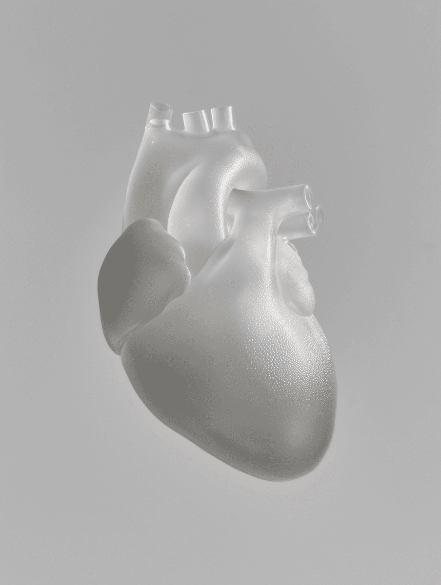 Minimal 3D sculptural rendering of an anatomical heart in matte white, with smooth organic surfaces against a soft gray background.