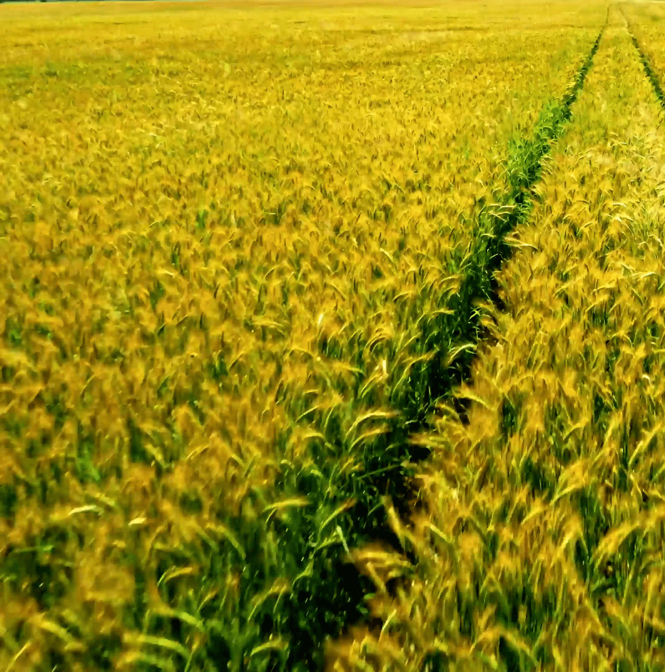 wheat field