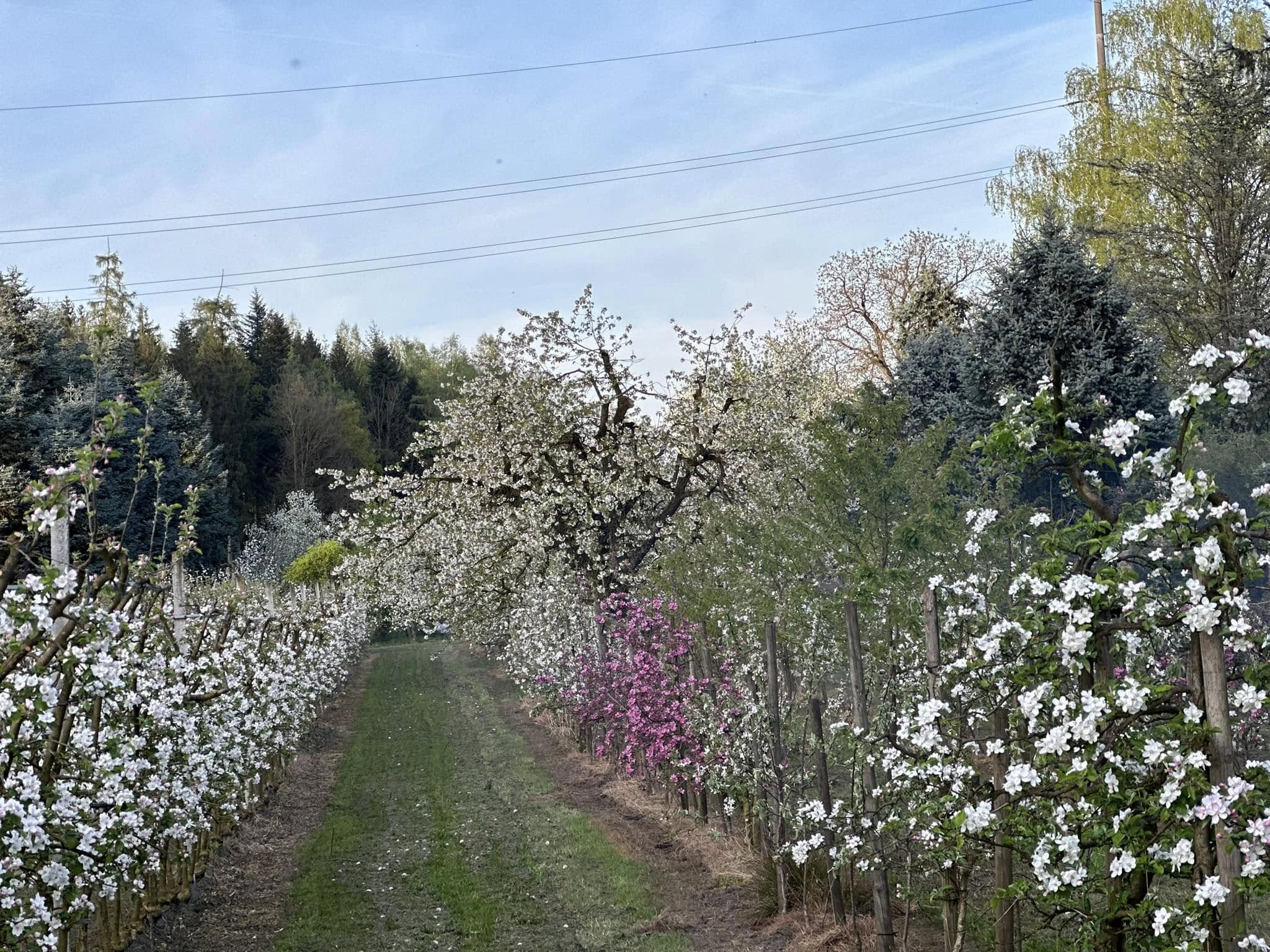 Blühender Weg in der Frühlingslandschaft