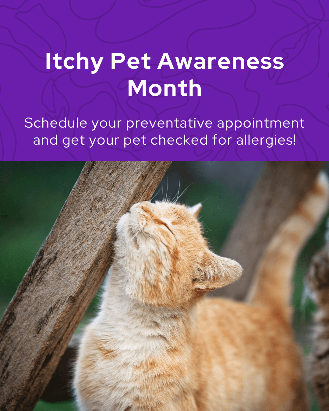 Itchy Pet Awareness