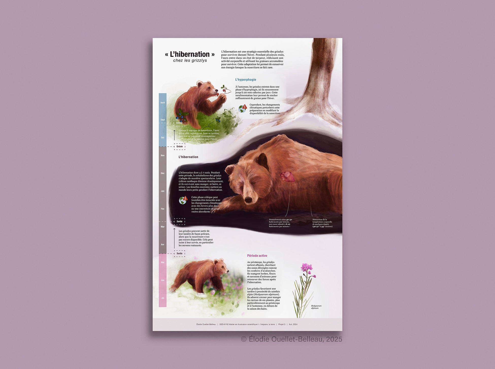 Communication scientifique de l'hibernation chez le grizzly. Grizzly dans sa tanière.