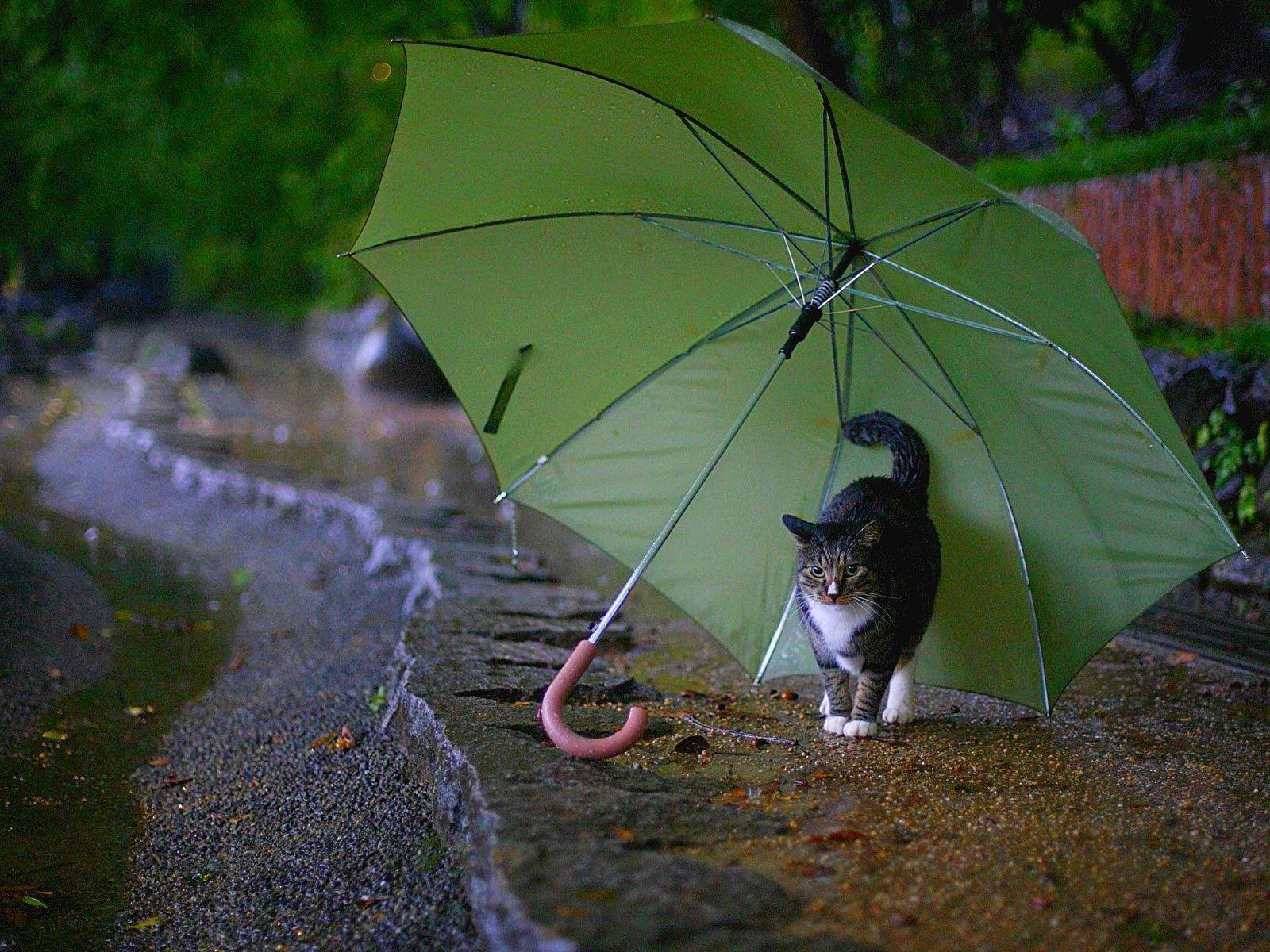 Gato protegiéndose de la lluvia con un paraguas