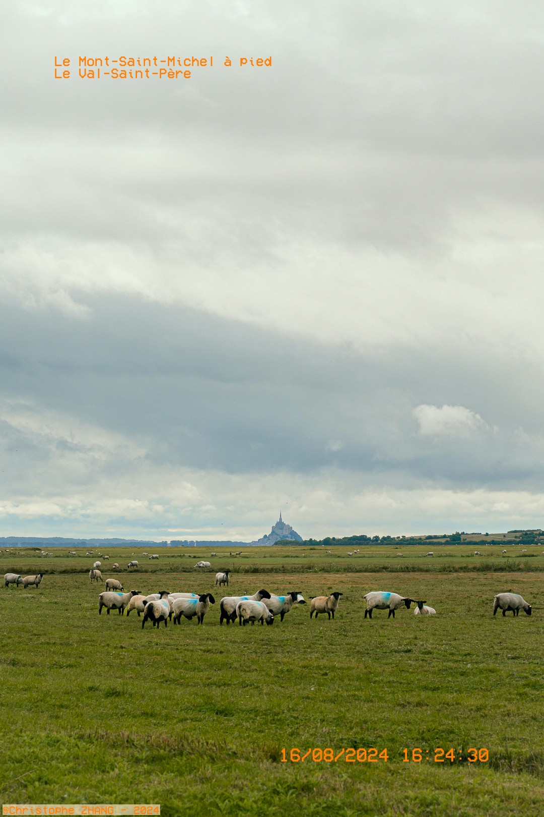 Moutons dans les prés salés, panorama pour randonnée au Mont Saint‑Michel.