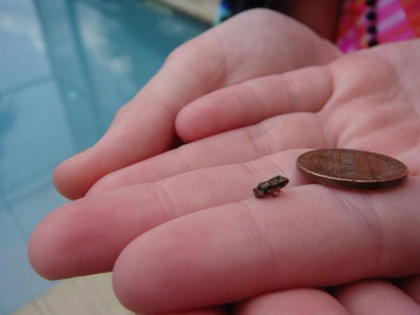🔥 Paedophryne amauensis (smallest species of frog) : r/NatureIsFuckingLit