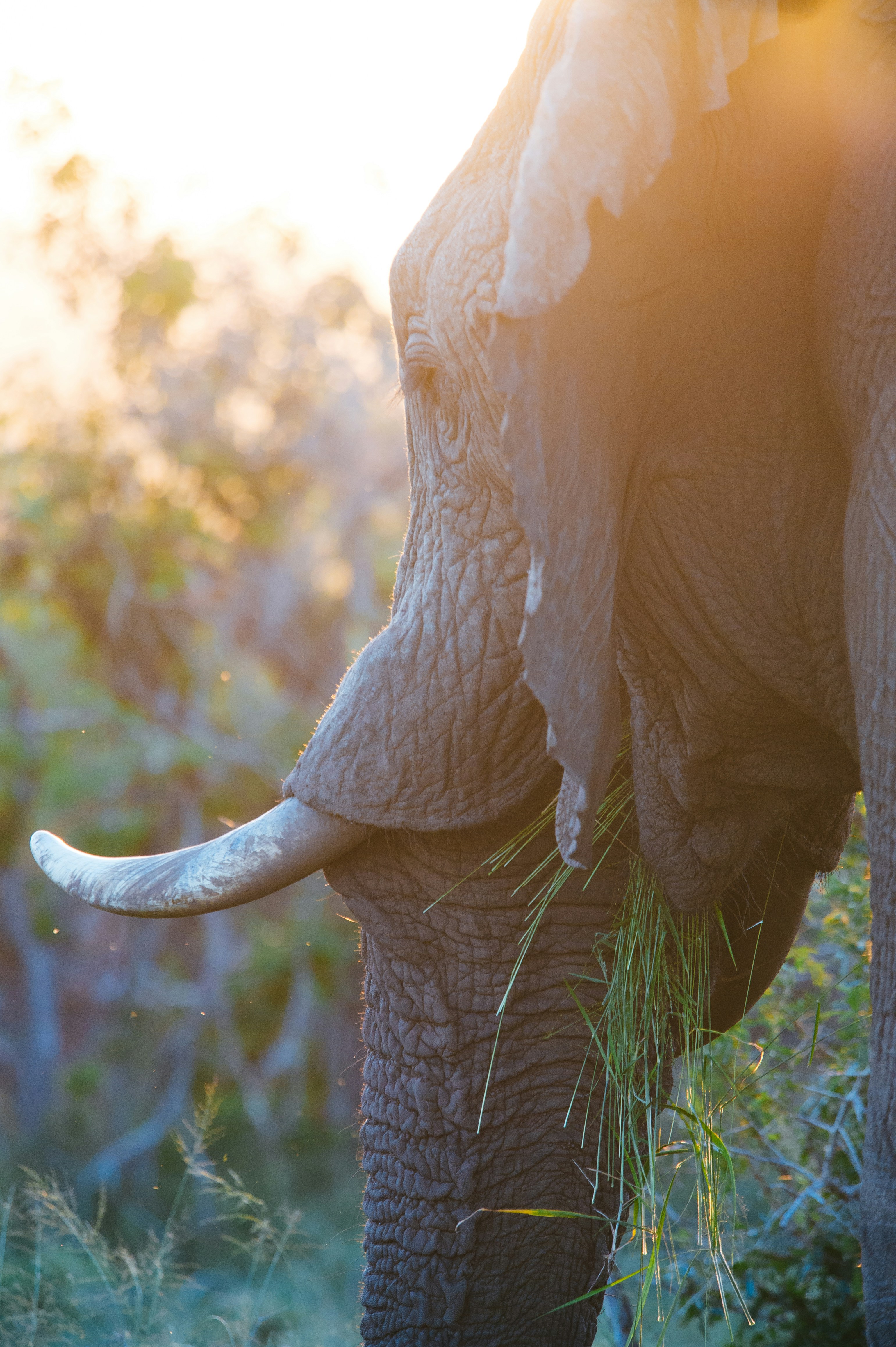 Elephant head in grassy area