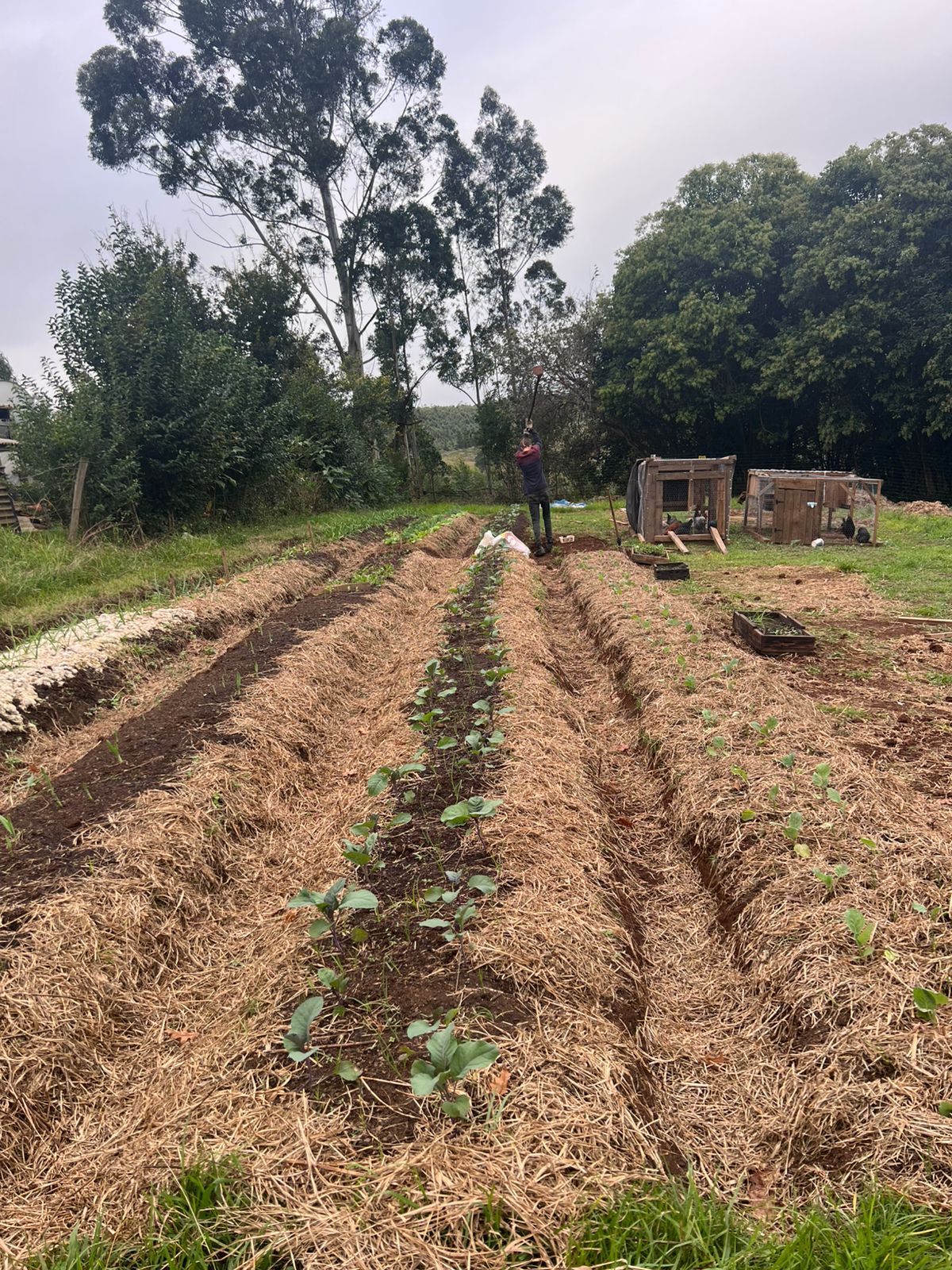 Bruce and Kelly from the Regenerative Pear: An update!